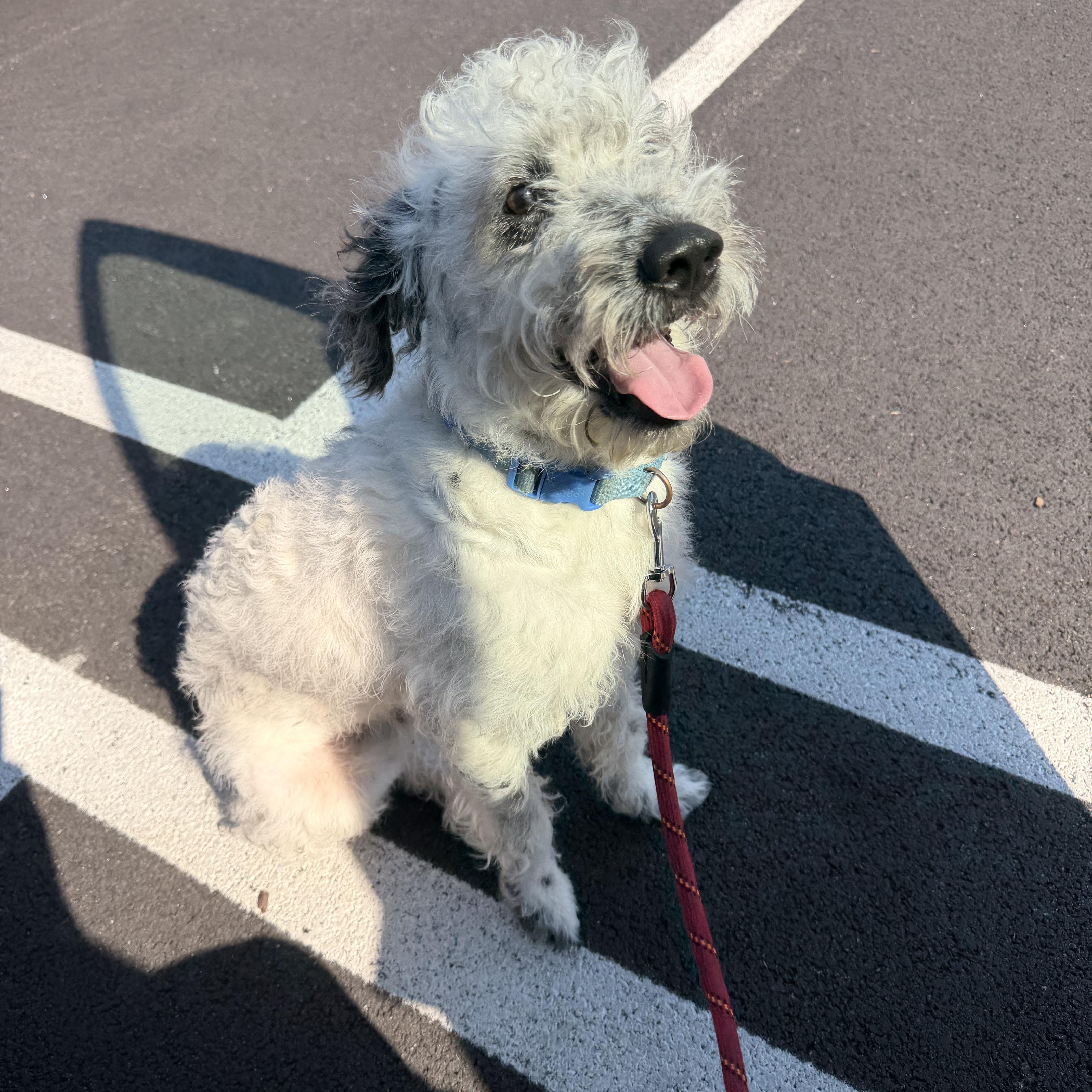 Doug, an adopted mixed breed in Carmel, NY image 1/3