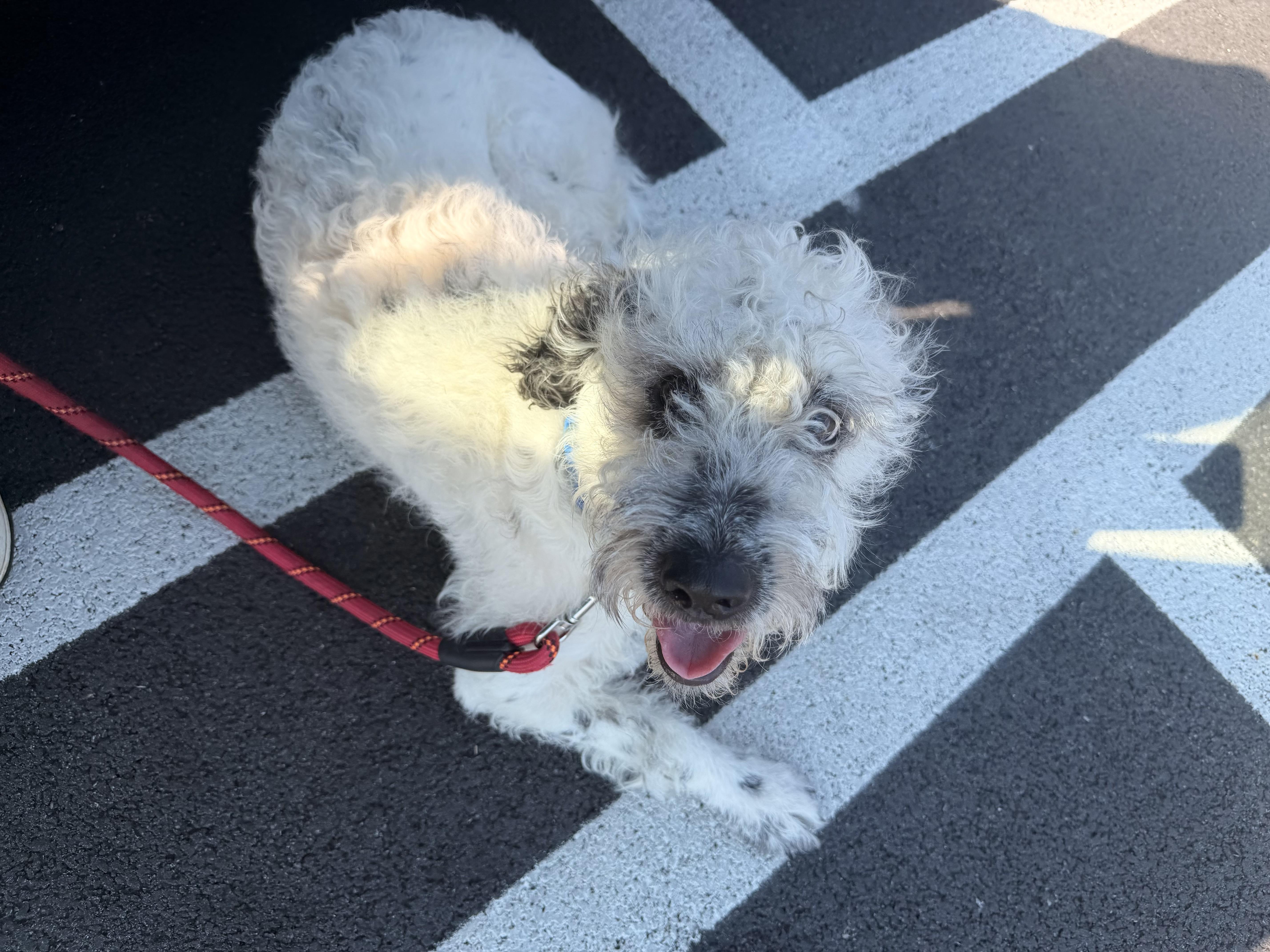 Doug, an adopted mixed breed in Carmel, NY image 2/3