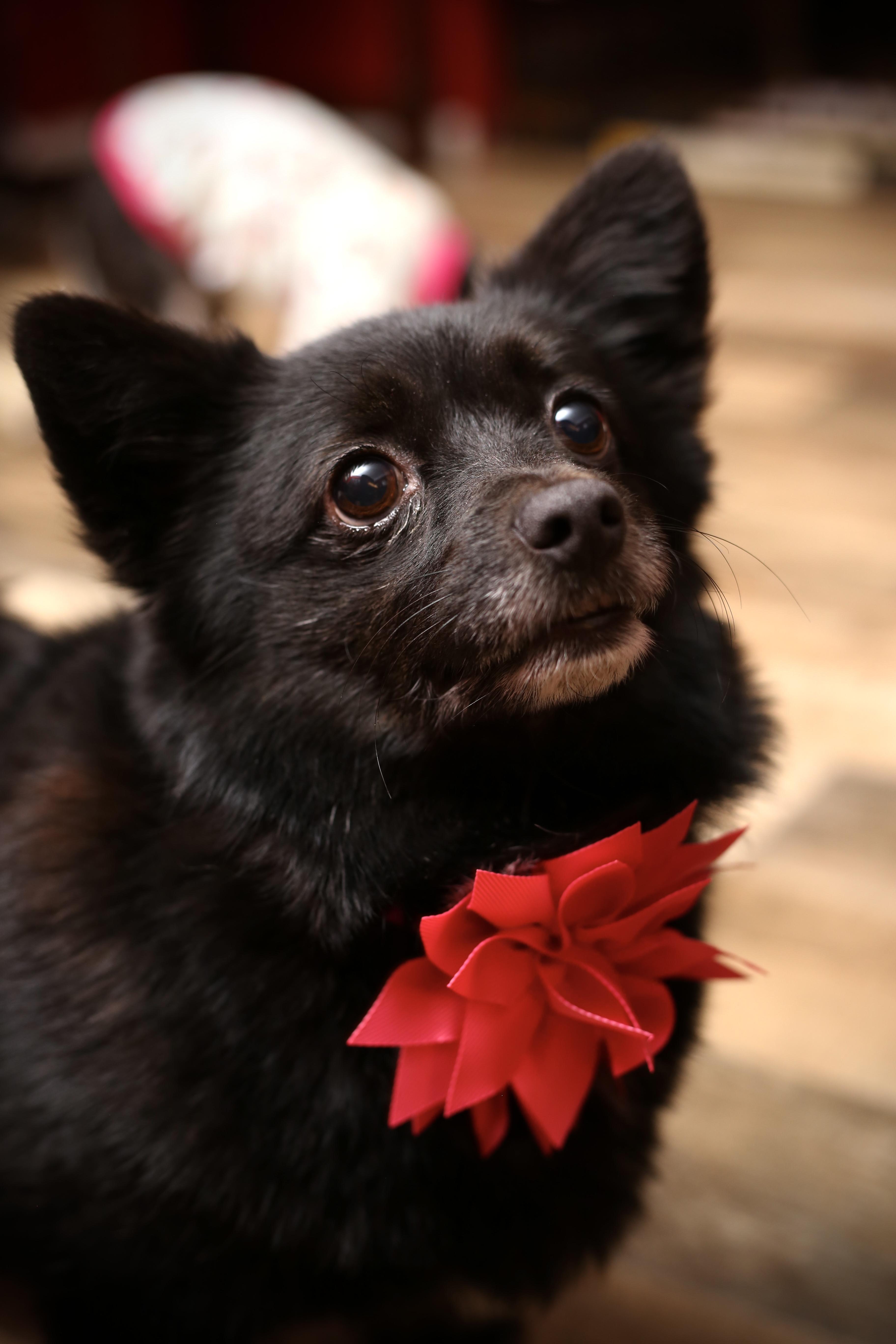 Enlarge WILLOW, a Adopted mixed breed in New York, NY image 1/4