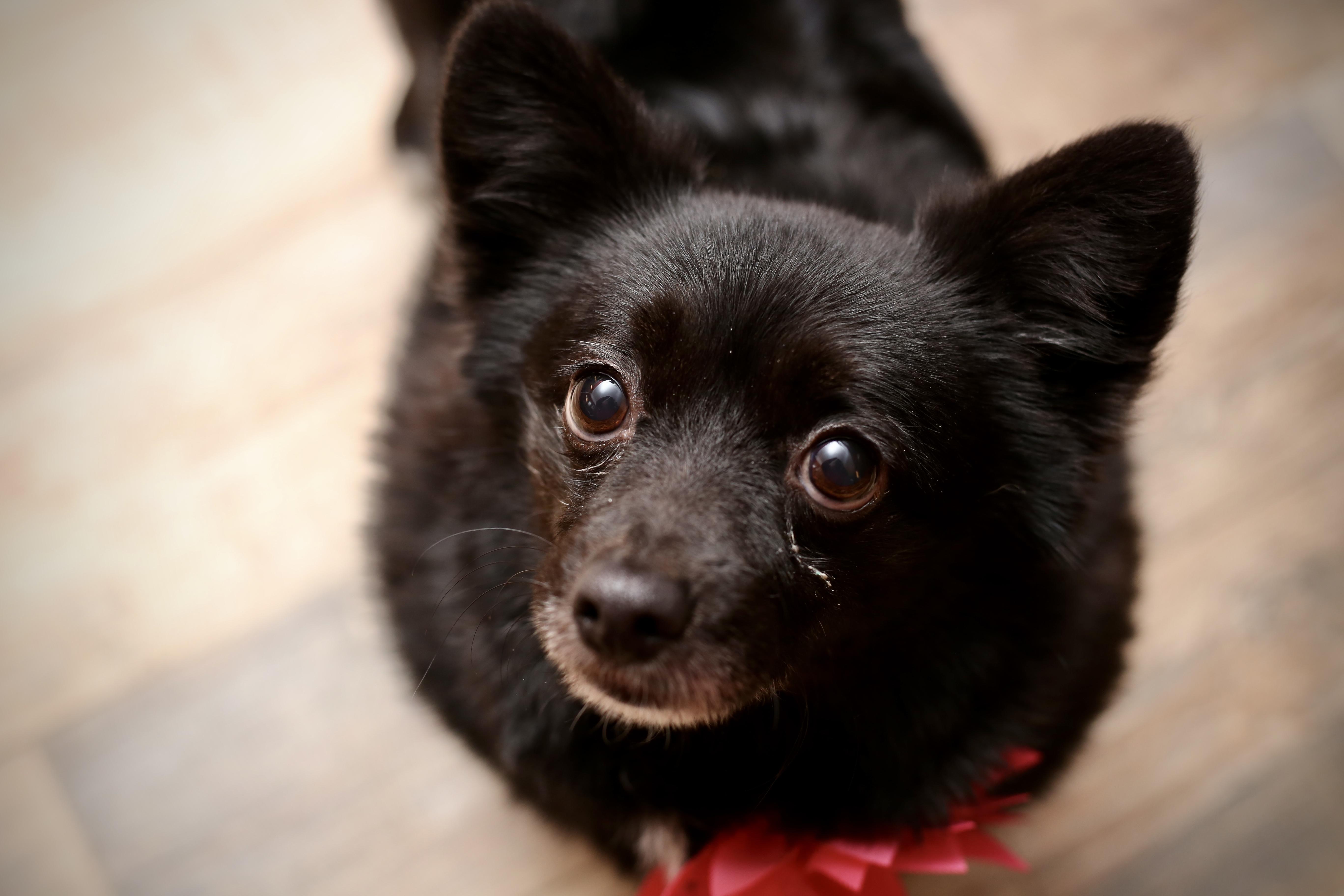 Enlarge WILLOW, a Adopted mixed breed in New York, NY image 2/4