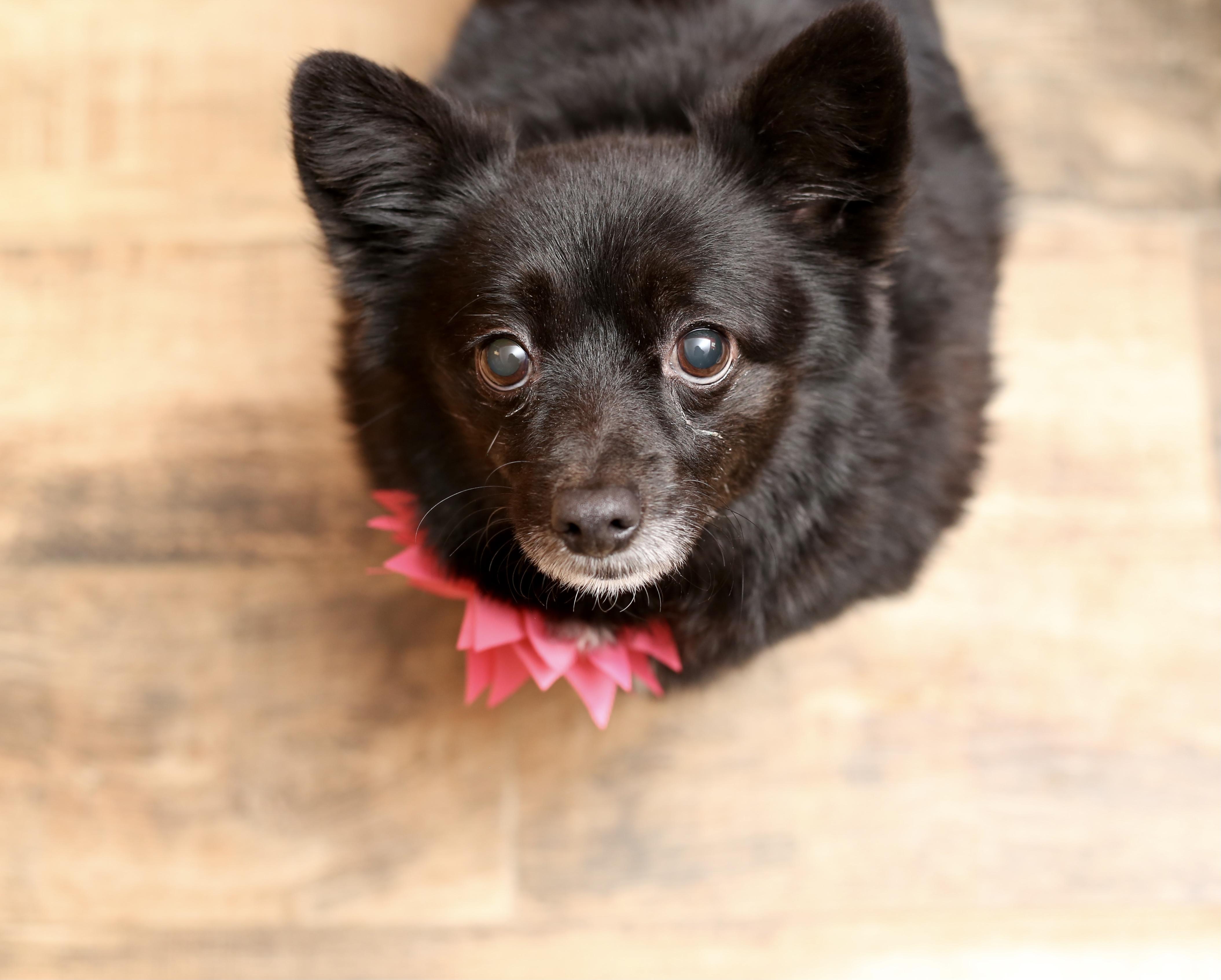WILLOW, Adopted, Adult Female Chihuahua & Pomeranian.