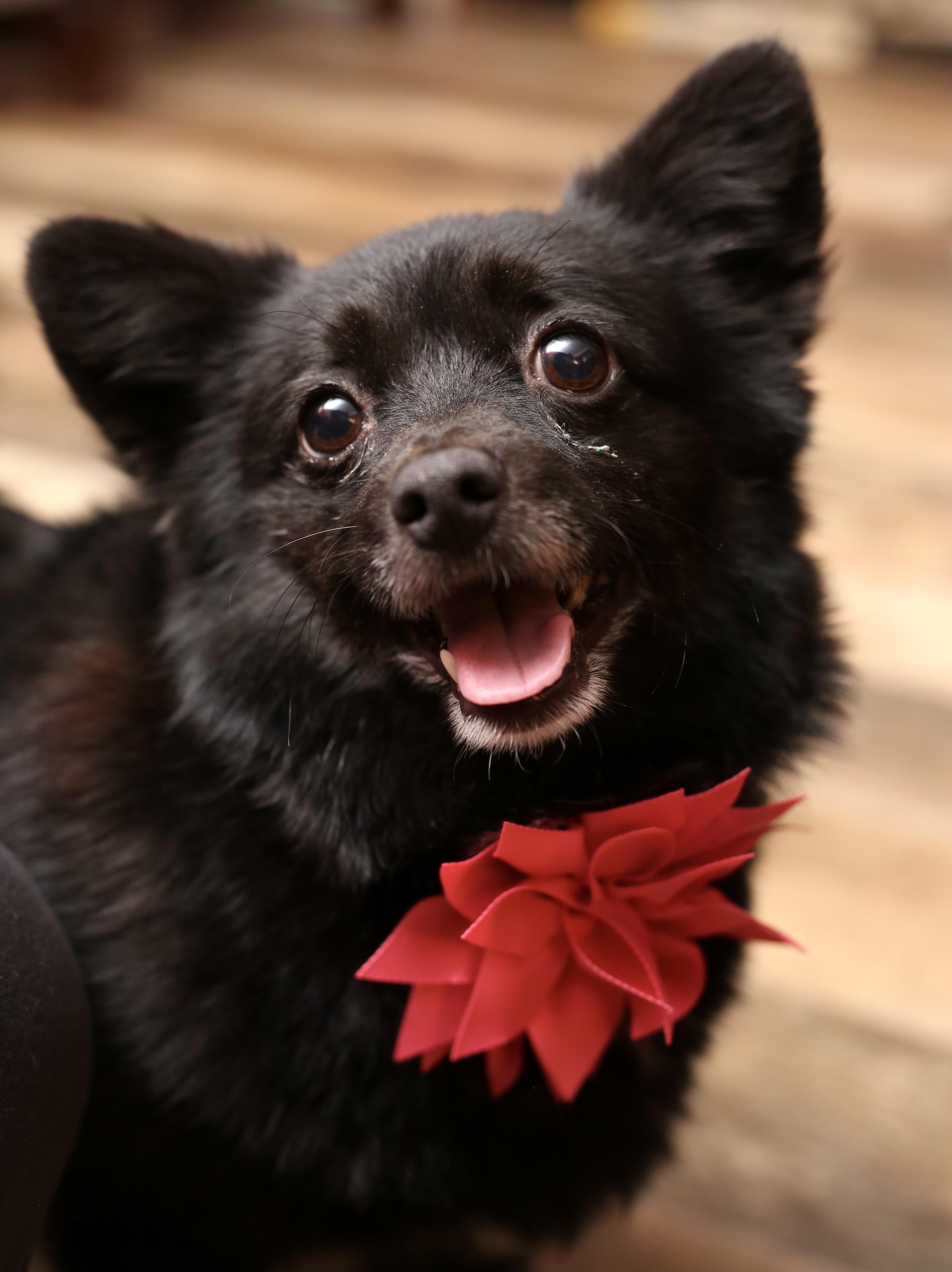 Enlarge WILLOW, a Adopted mixed breed in New York, NY image 4/4