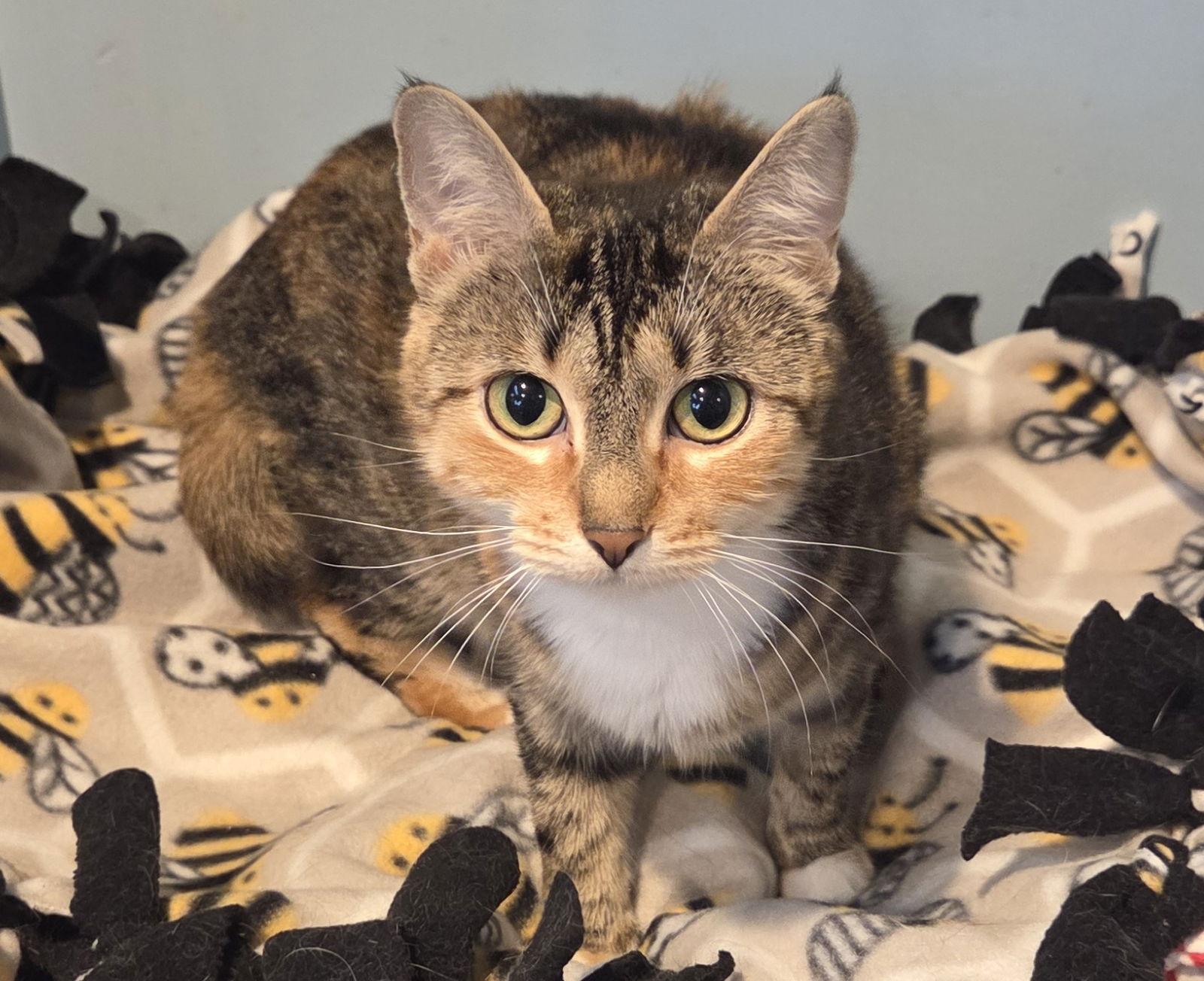 Morsa, Adoptable, Adult Female Domestic Short Hair & Tabby.