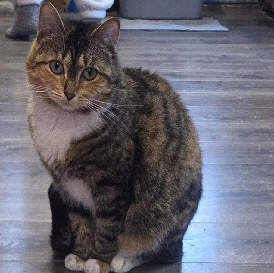 Morsa, Adoptable, Adult Female Domestic Short Hair & Tabby.