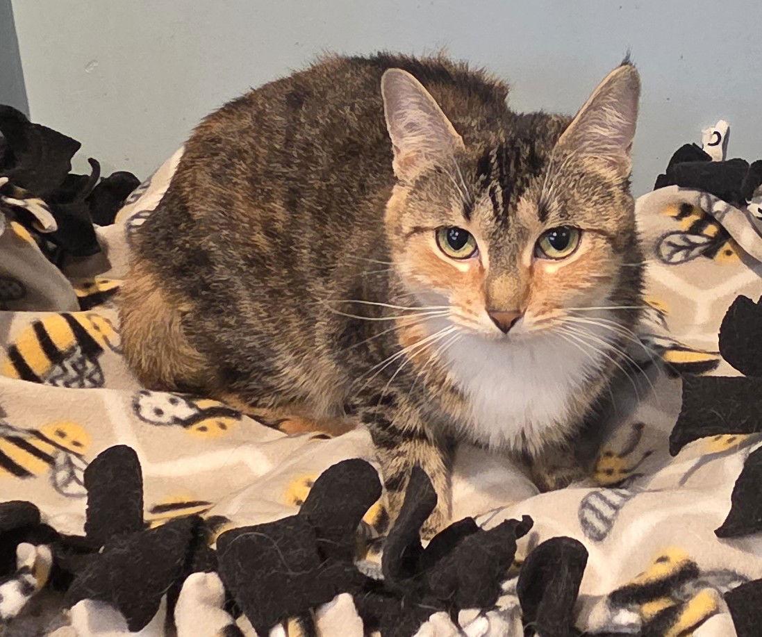 Enlarge Morsa, a Adoptable mixed breed in Forest Lake, MN image 2/2