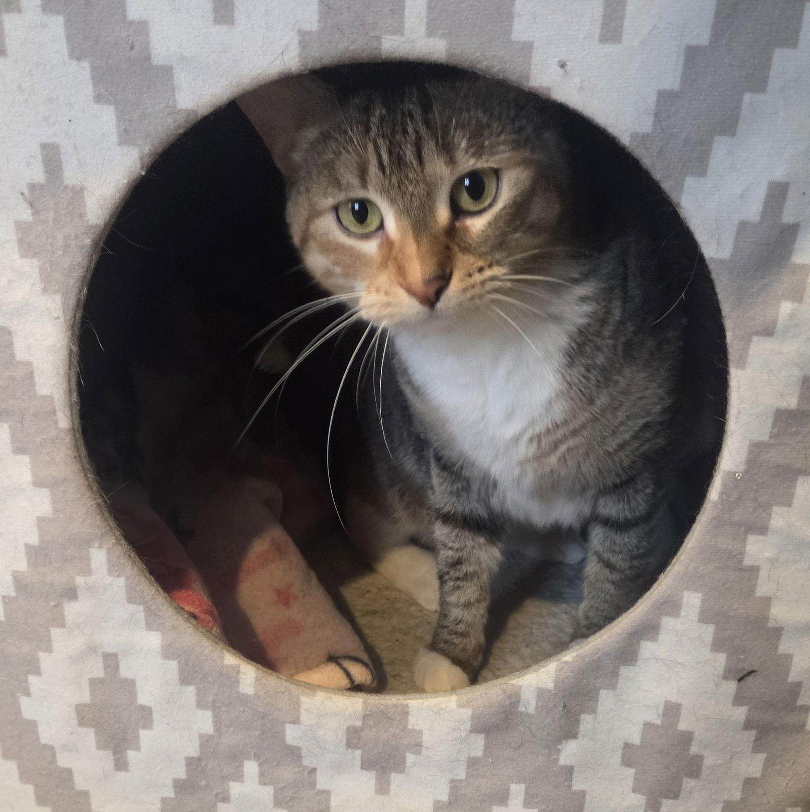 Enlarge Morsa, a Adoptable mixed breed in Forest Lake, MN image 3/3