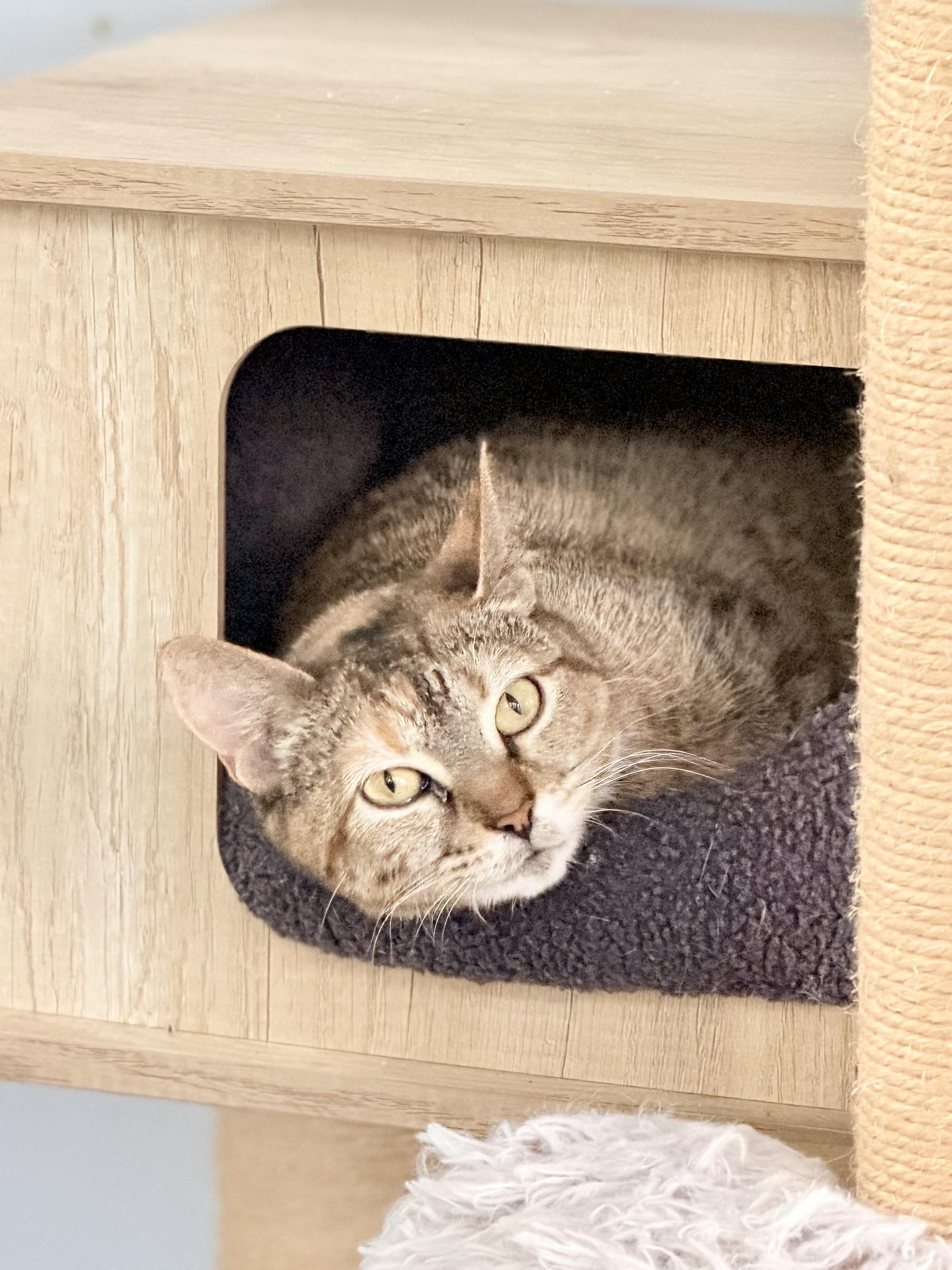 Margo Wobbles, CH girlie of snuggles, ADOPTABLE, Adult Female Domestic Short Hair.