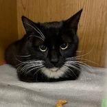 Enlarge Brownie, a Adoptable Domestic Short Hair in Buellton, CA image 1/2