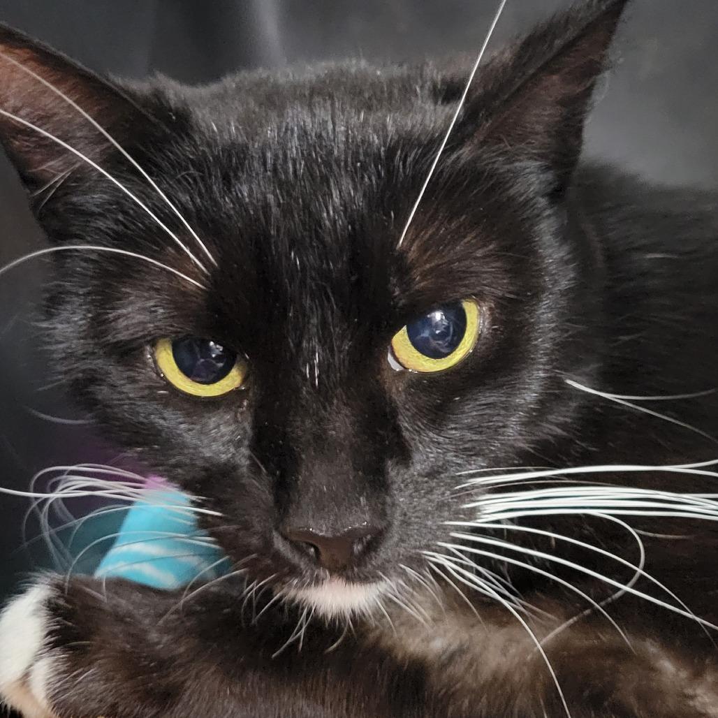 Enlarge Brownie, a Adoptable Domestic Short Hair in Buellton, CA image 2/2