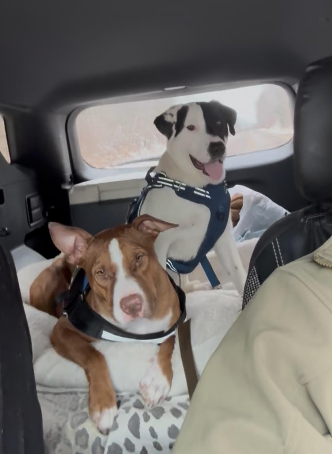 Faith, a Adoptable Mixed Breed in Holmen, WI image 4/5