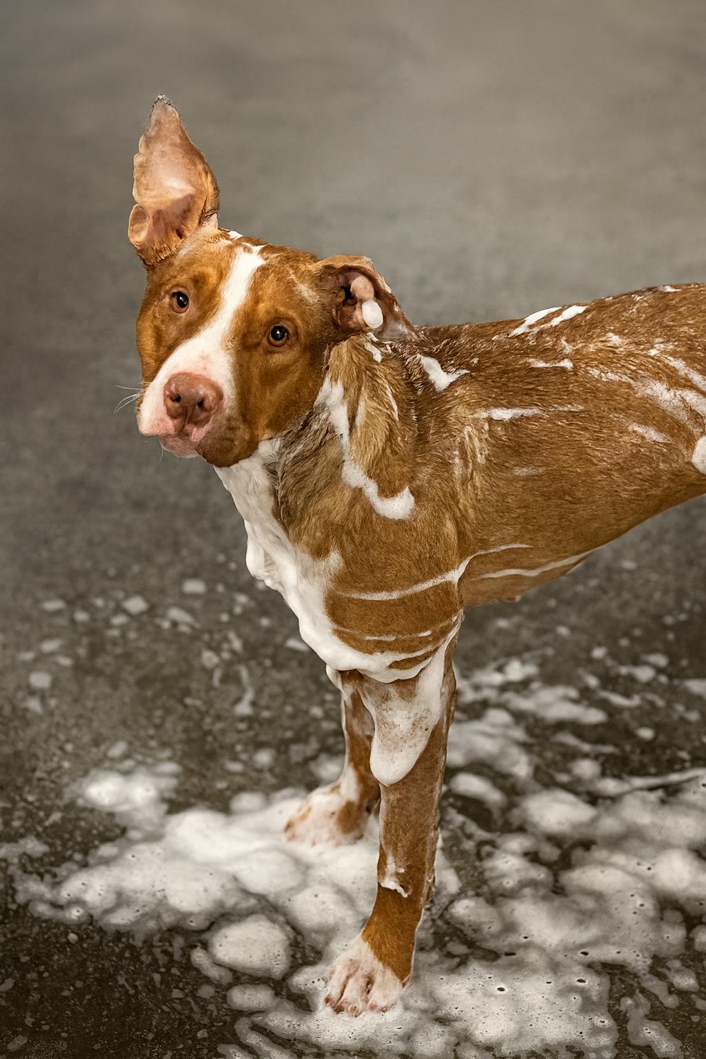 Faith, a Adoptable Mixed Breed in Holmen, WI image 2/6