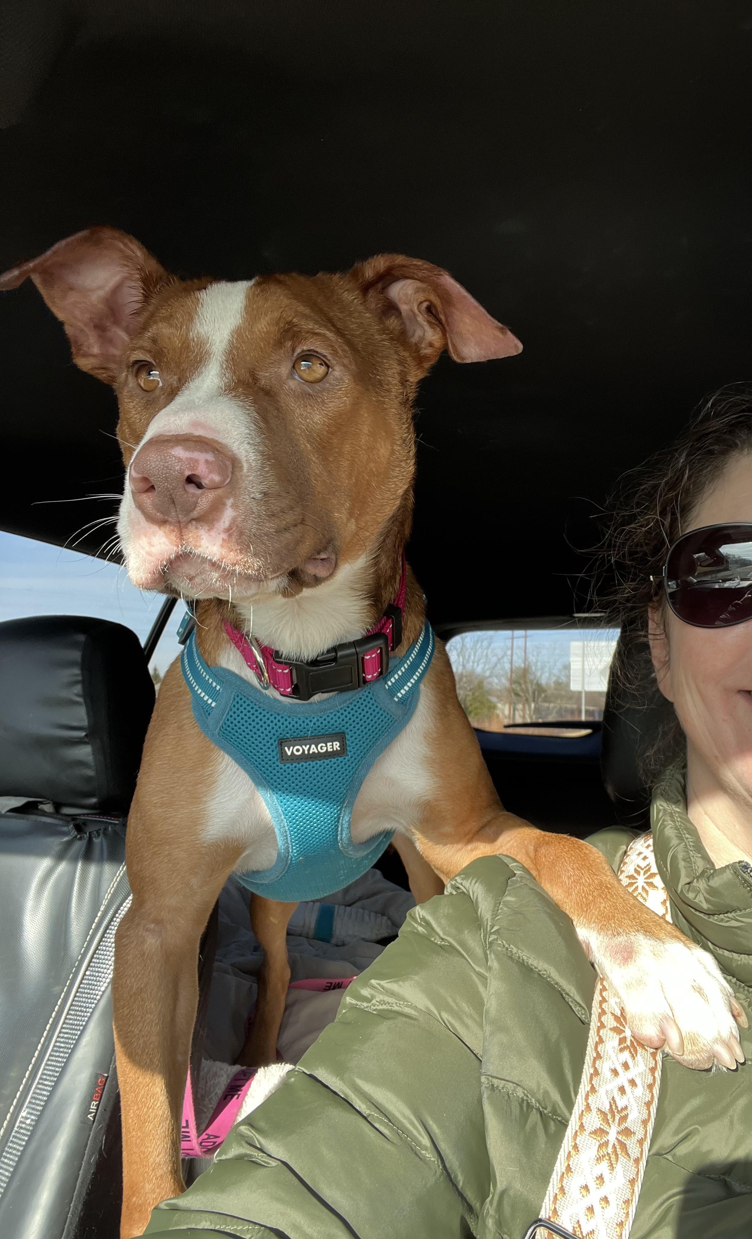 Faith, a Adoptable Mixed Breed in Holmen, WI image 3/6