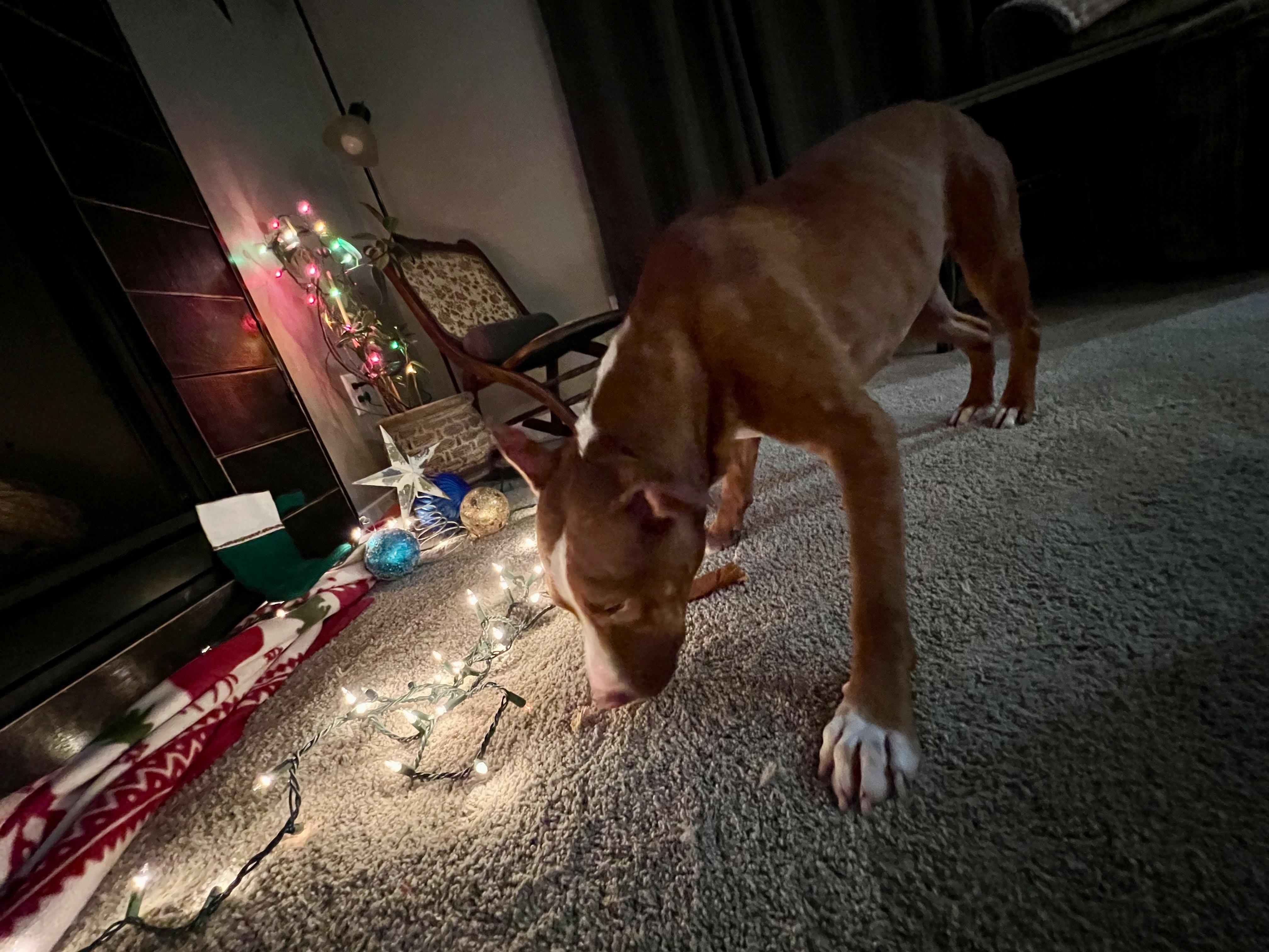 Faith, a Adoptable Mixed Breed in Holmen, WI image 4/6