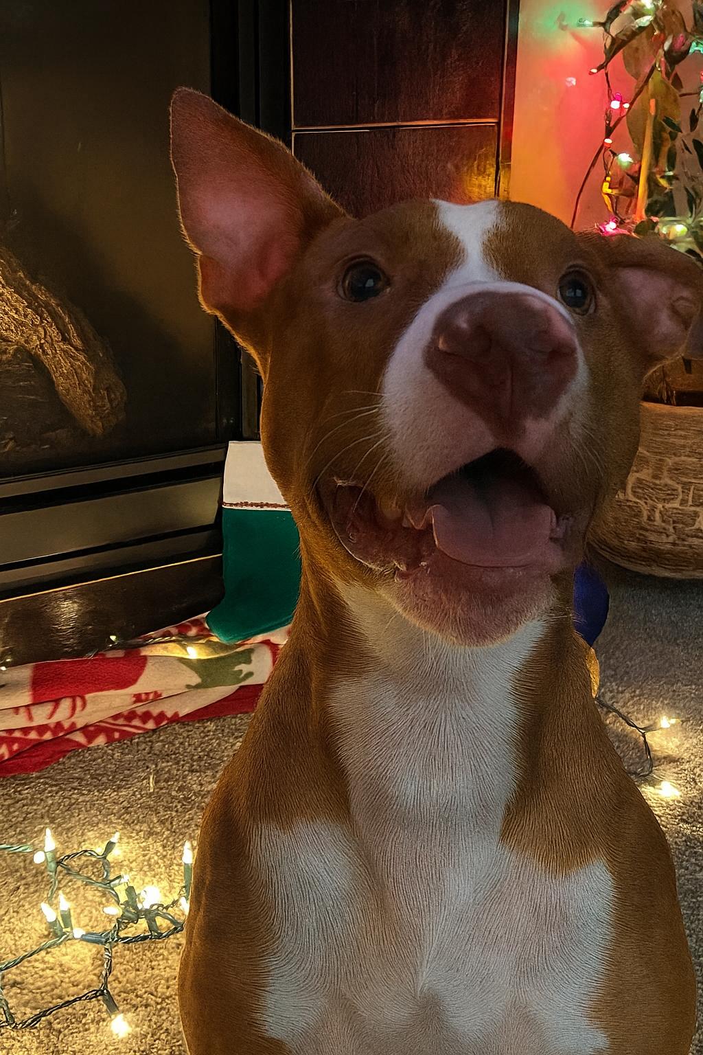 Faith, a Adoptable Mixed Breed in Holmen, WI image 5/6