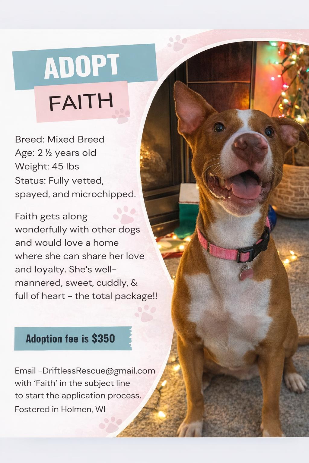 Enlarge Faith, a Adoptable Mixed Breed in Holmen, WI image 1/6