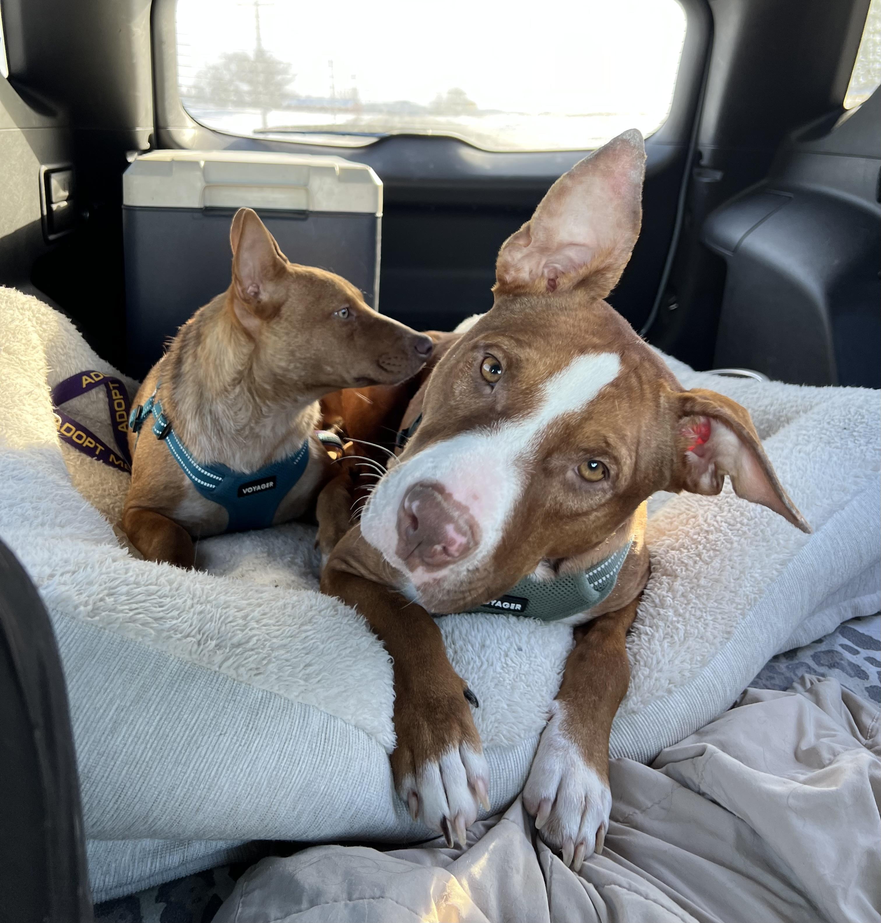 Enlarge Faith, a Adoptable Mixed Breed in Holmen, WI image 3/6