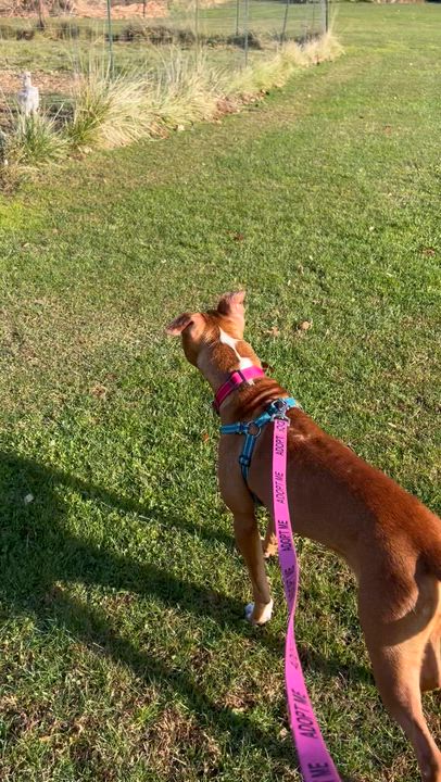 Enlarge Faith, a Adoptable Mixed Breed in Holmen, WI video 5/5