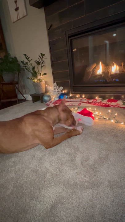 Enlarge Faith, a Adoptable Mixed Breed in Holmen, WI video 6/6