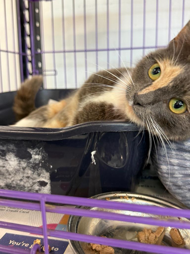 Lizzy PA, Adopted, Young Female Domestic Short Hair.