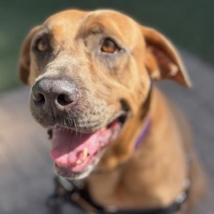 Enlarge CHER, a ADOPTABLE Mixed Breed in Fernandina Beach, FL image 1/4