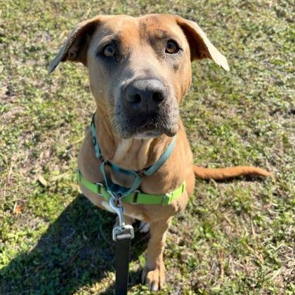 Enlarge CHER, a ADOPTABLE Mixed Breed in Fernandina Beach, FL image 2/3