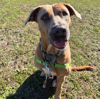 Enlarge CHER, a ADOPTABLE Mixed Breed in Fernandina Beach, FL image 3/3