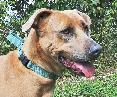 CHER, ADOPTABLE, Adult Female Mixed Breed.