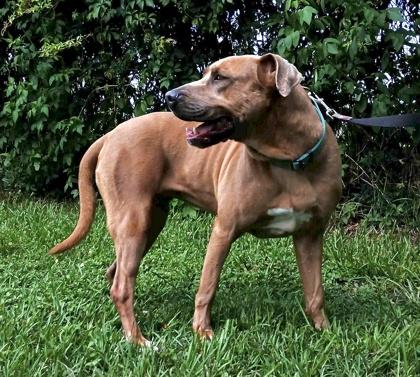 Enlarge CHER, a ADOPTABLE Mixed Breed in Fernandina Beach, FL image 4/4