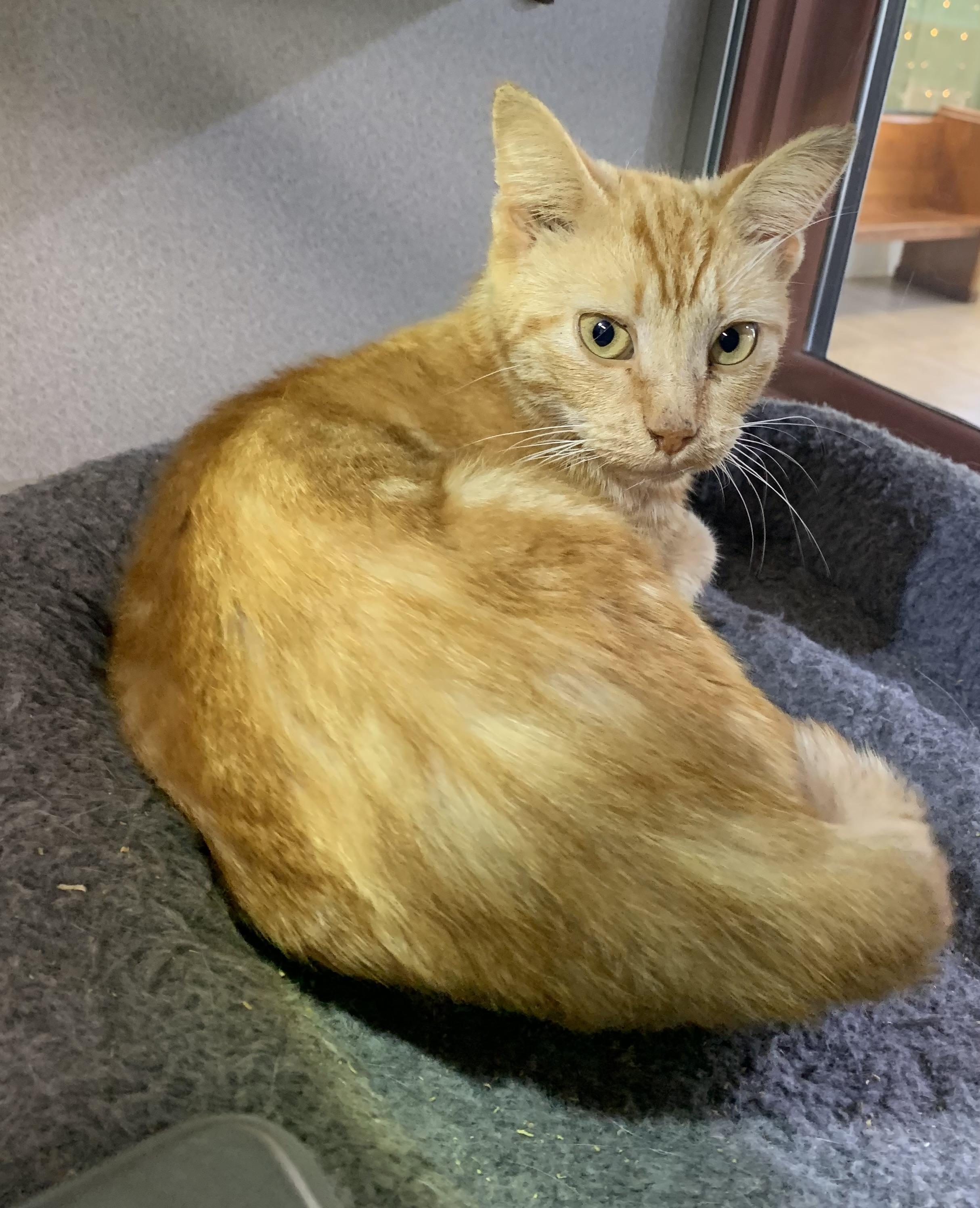 Rusty SPONSORED, ADOPTABLE, Young Male Domestic Short Hair.