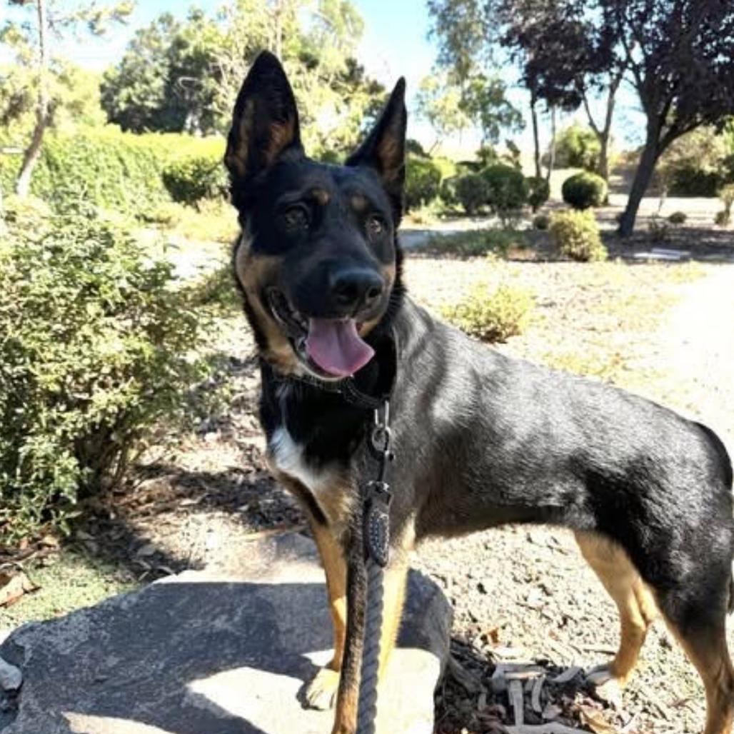 Korra, Adoptable, Adult Female Australian Kelpie.