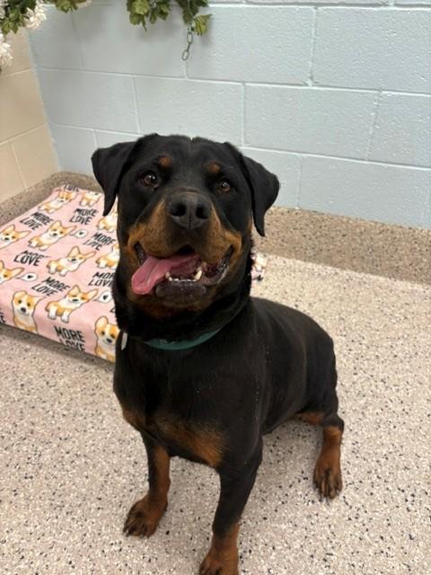 Enlarge FLORA, a Adoptable Rottweiler in Brighton, CO image 1/1