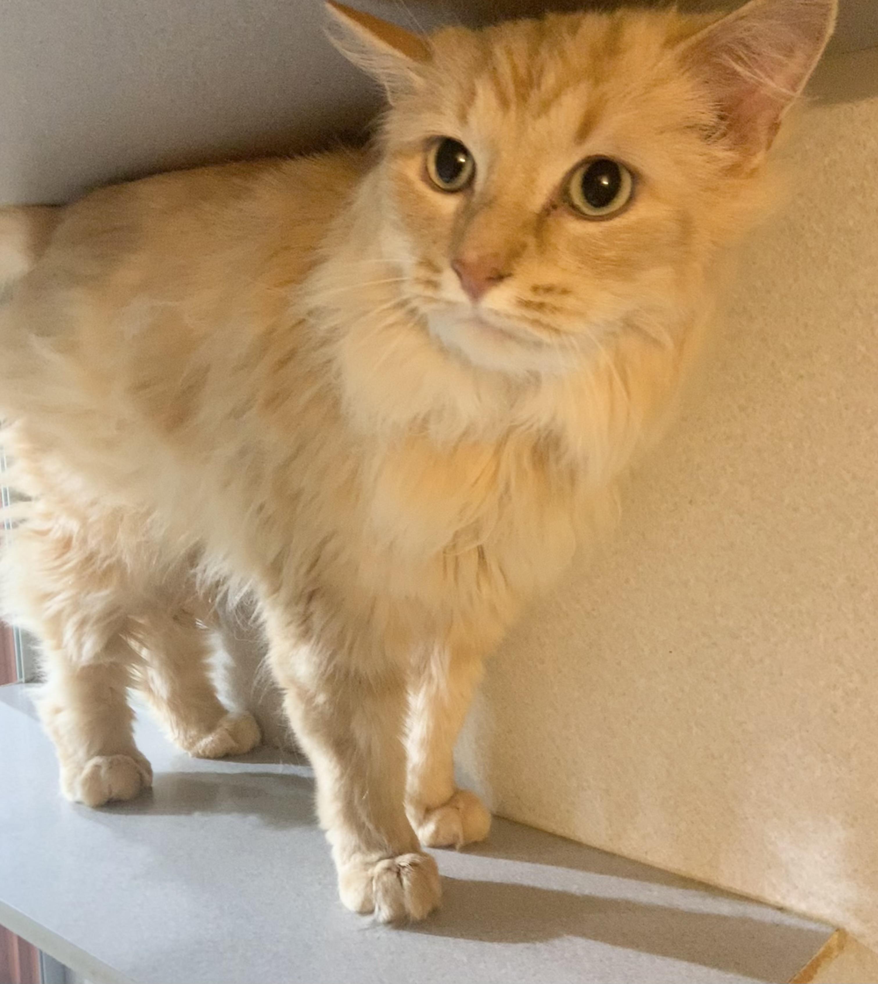 Sam, adopted, Adult Male Domestic Long Hair.