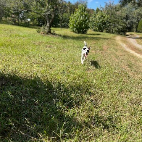 Waffles 25-1184, Adoptable, Young Female Mixed Breed.