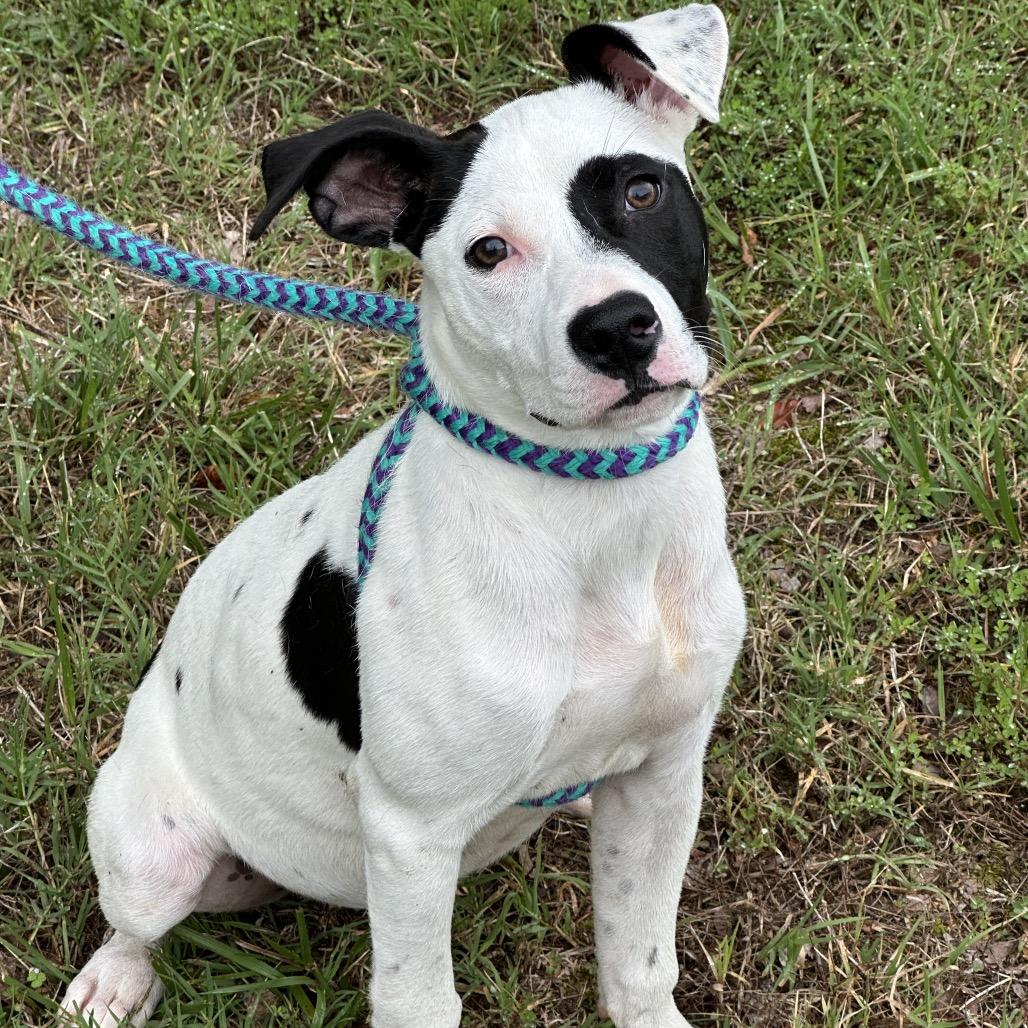 Waffles 25-1184, Adoptable, Young Female Mixed Breed.