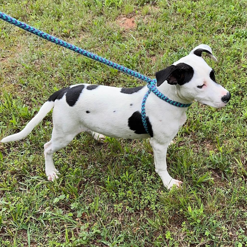 Enlarge Waffles 25-1184, a Adoptable Mixed Breed in Yanceyville, NC image 2/6