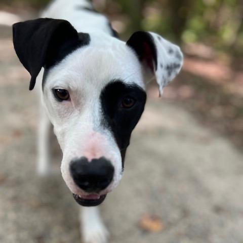 Enlarge Waffles 25-1184, a Adoptable Mixed Breed in Yanceyville, NC image 4/6