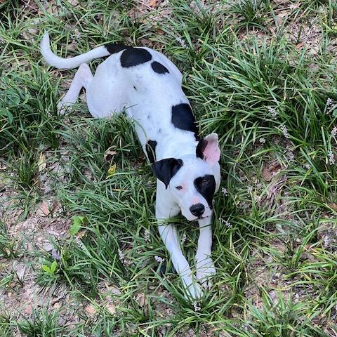 Enlarge Waffles 25-1184, a Adoptable Mixed Breed in Yanceyville, NC image 3/6