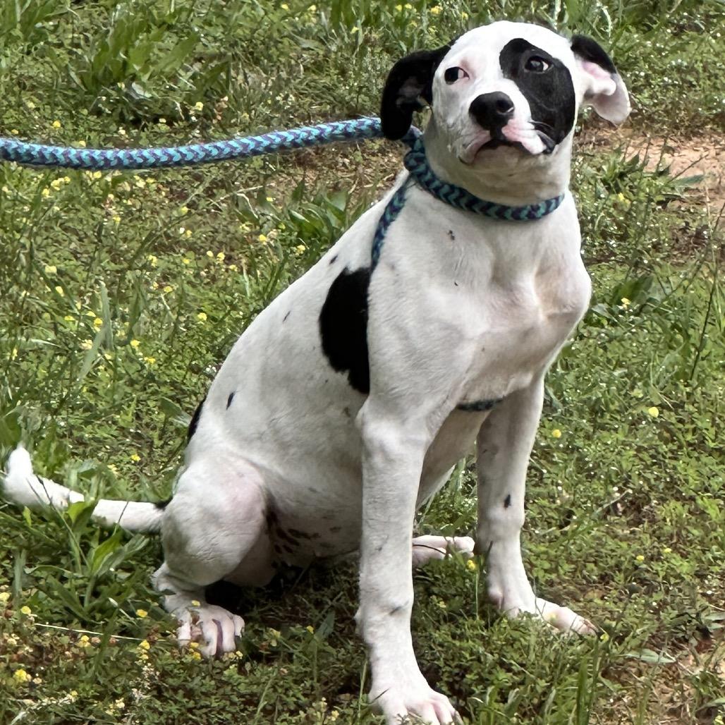 Enlarge Waffles 25-1184, a Adoptable Mixed Breed in Yanceyville, NC image 5/6