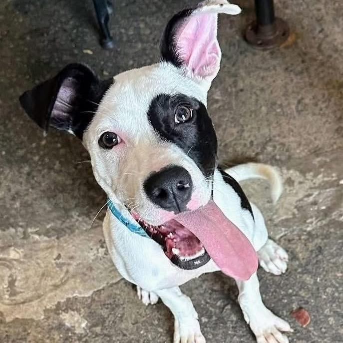 Enlarge Waffles 25-1184, a Adoptable Mixed Breed in Yanceyville, NC image 6/6