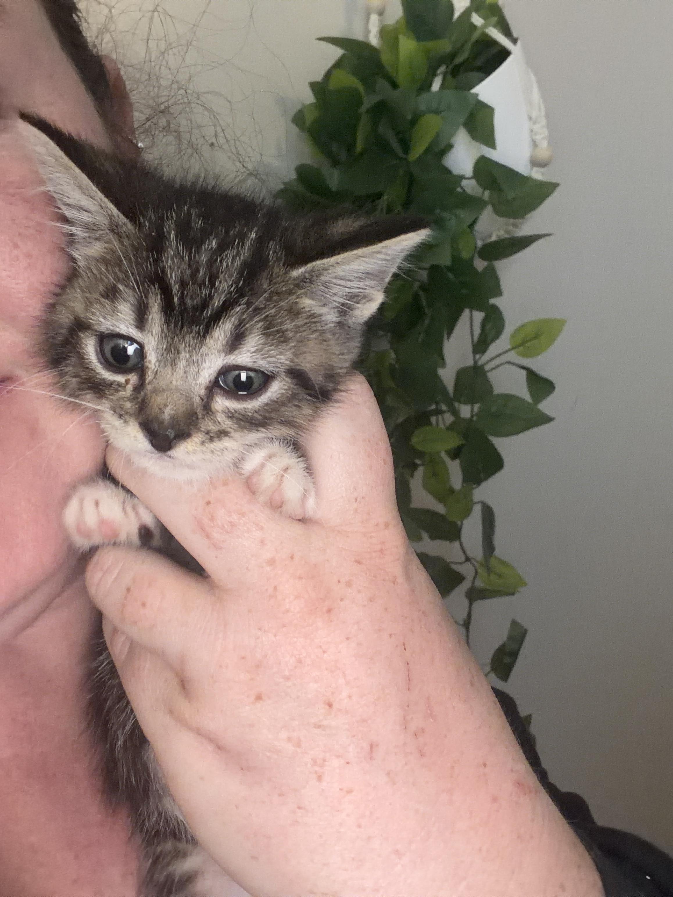 Colossus, a Adoptable Domestic Short Hair in Fruit Heights, UT image 1/6
