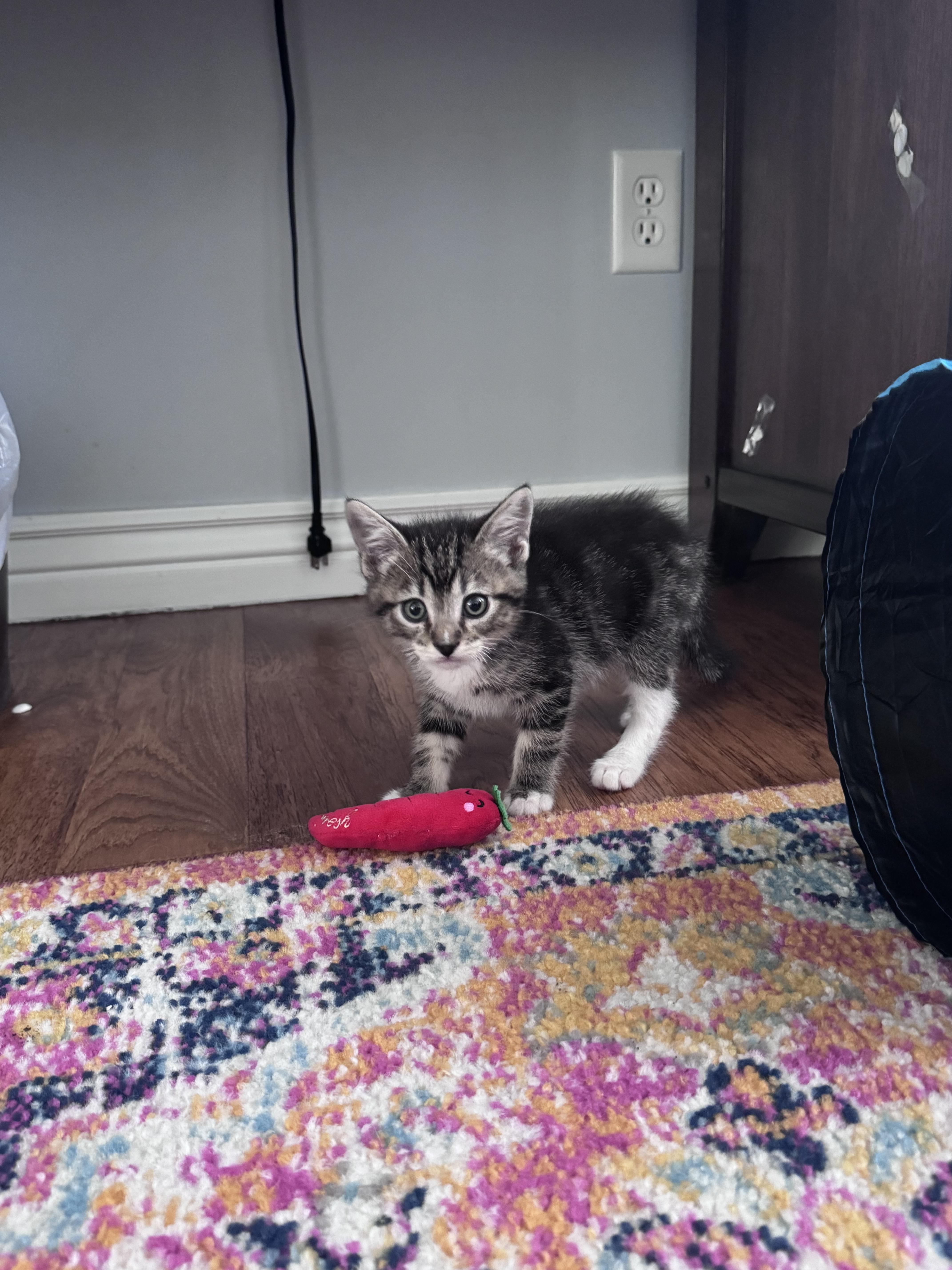 Colossus, a Adoptable Domestic Short Hair in Fruit Heights, UT image 2/6
