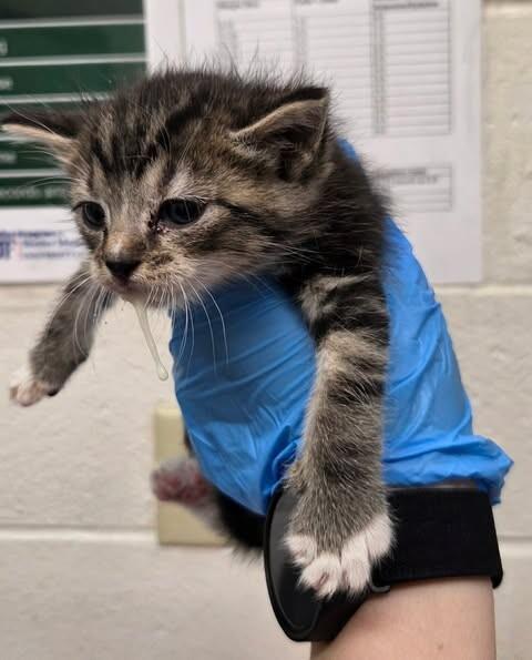 Colossus, a Adoptable Domestic Short Hair in Fruit Heights, UT image 3/6