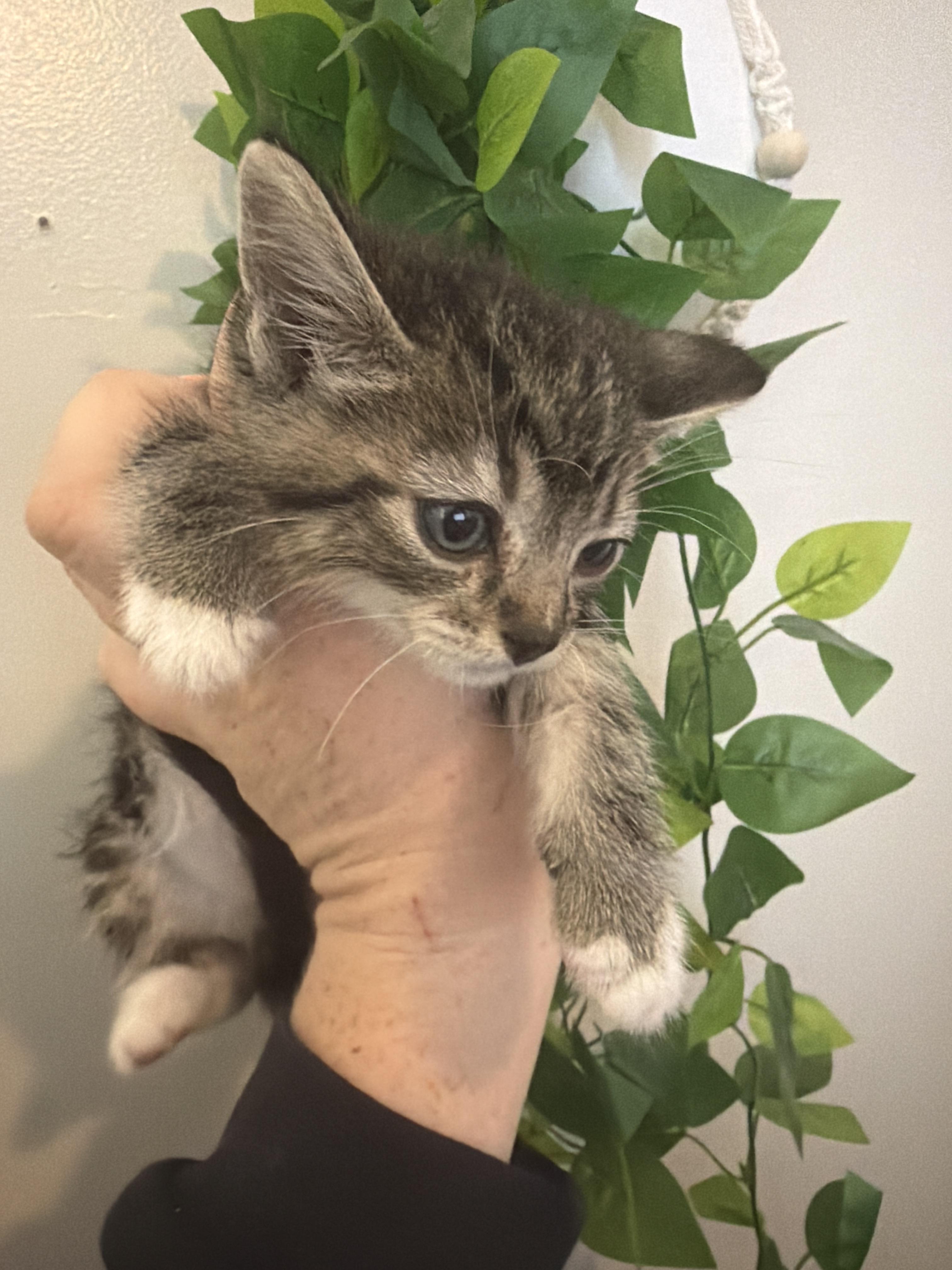 Colossus, a Adoptable Domestic Short Hair in Fruit Heights, UT image 4/6