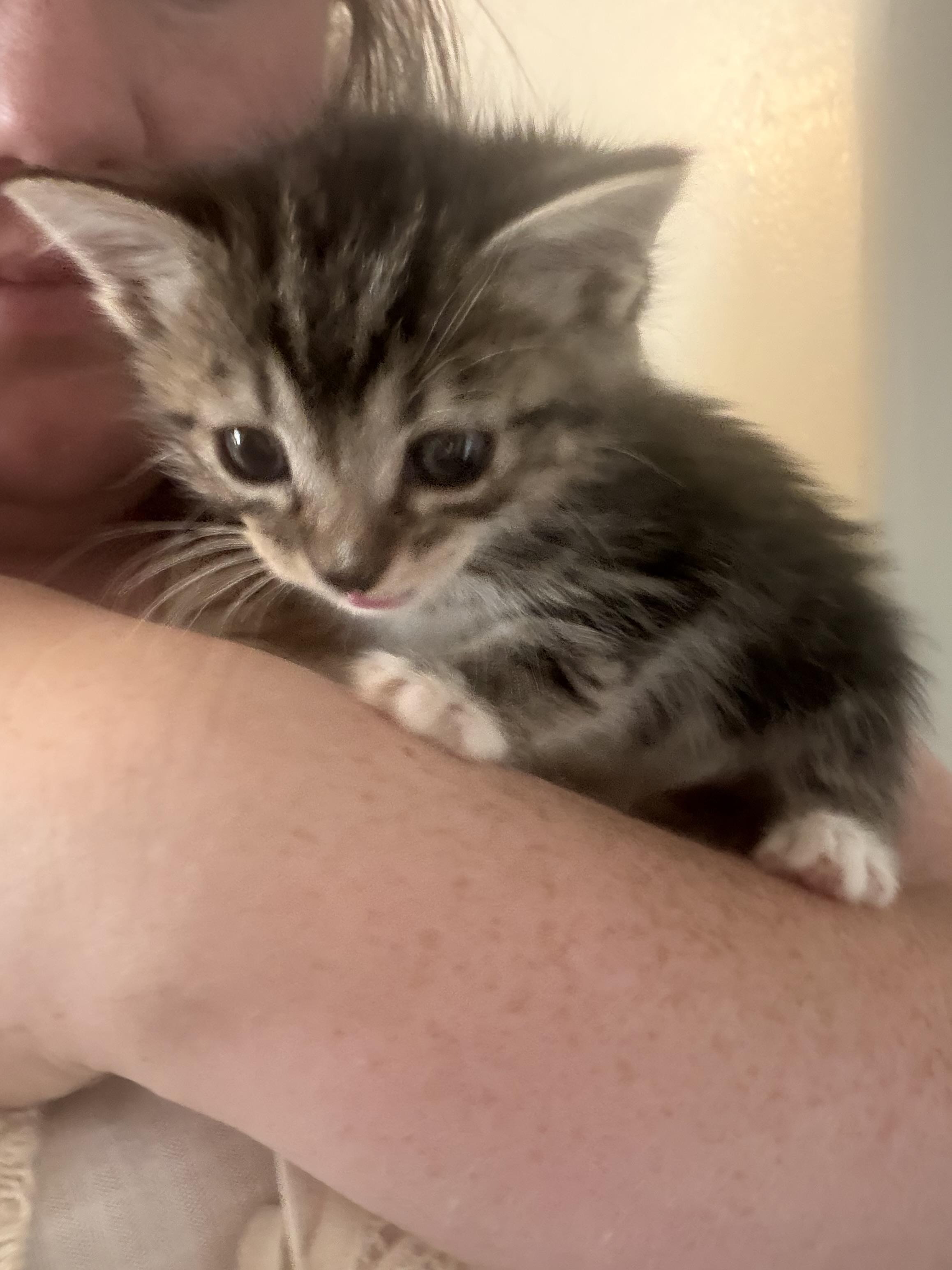 Colossus, a Adoptable Domestic Short Hair in Fruit Heights, UT image 5/6