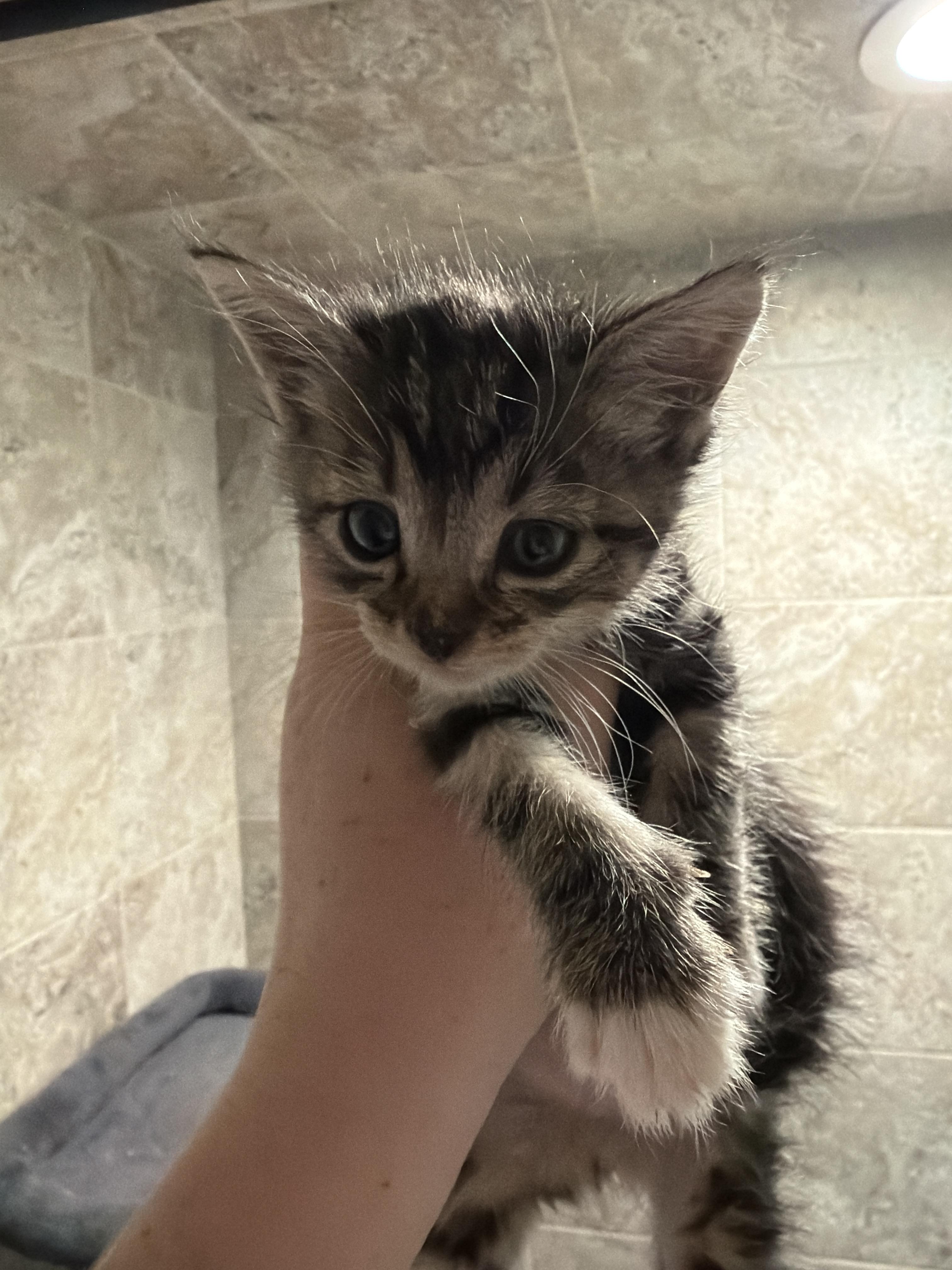 Colossus, a Adoptable Domestic Short Hair in Fruit Heights, UT image 6/6