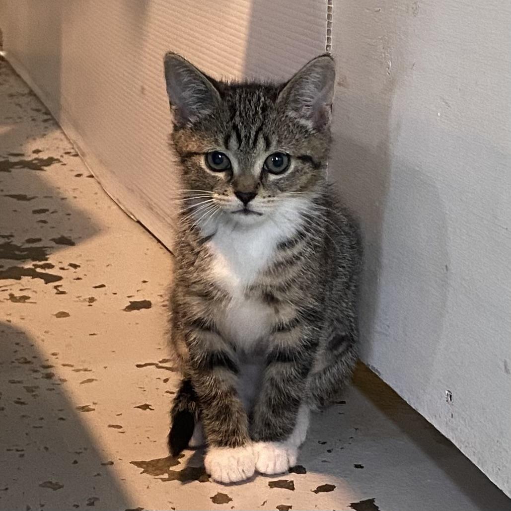 Kayla, an adopted Tabby in Stanstead, QC image 2/3
