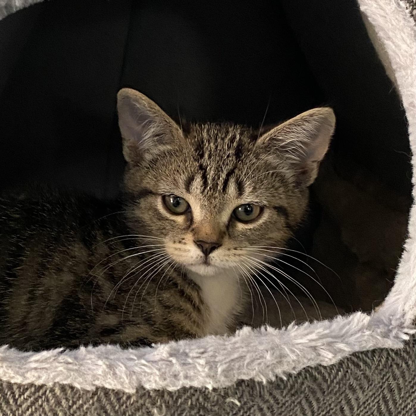 Kayla, an adopted Tabby in Stanstead, QC image 3/3