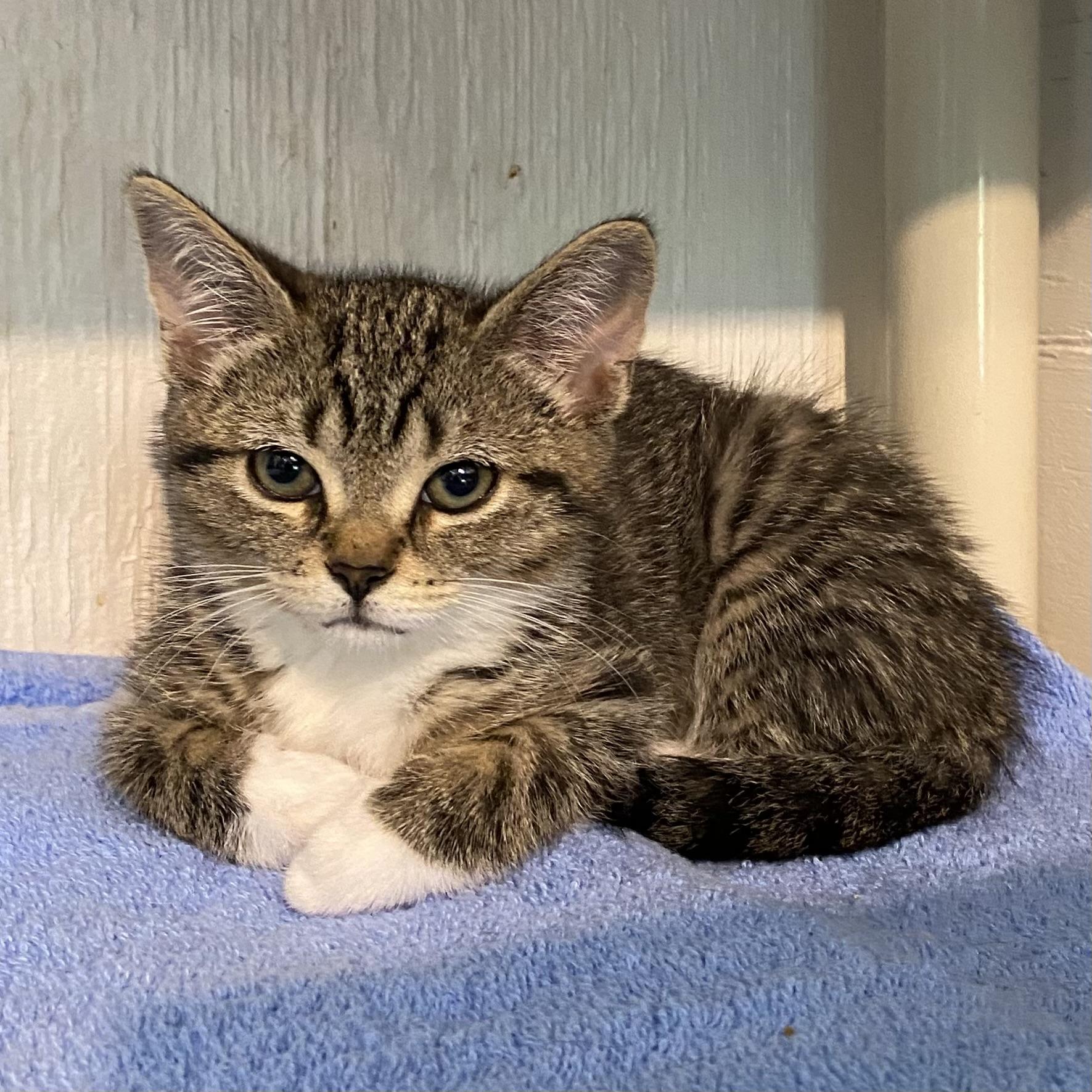 Kayla, adopted, Kitten Female Tabby.