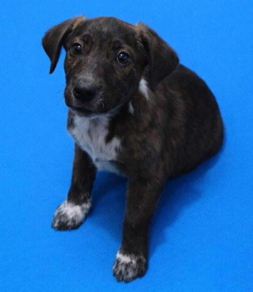 Enlarge Lincoln, a ADOPTABLE Mixed Breed in Northwood, NH image 1/2