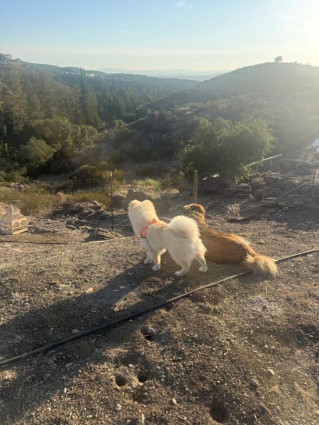 Enlarge Lily, a Adoptable Chow Chow in Sacramento, CA image 4/6